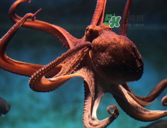 章魚的墨汁有毒嗎？章魚有寄生蟲嗎
