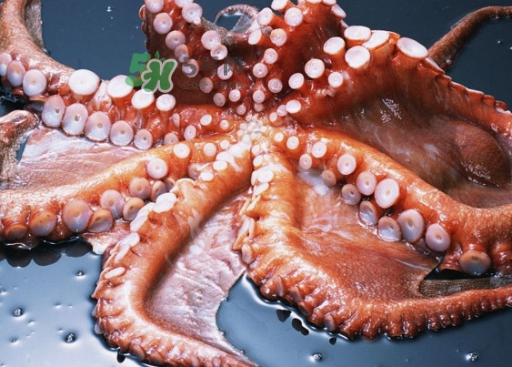 章魚(yú)有幾個(gè)心臟？章魚(yú)有幾條腿
