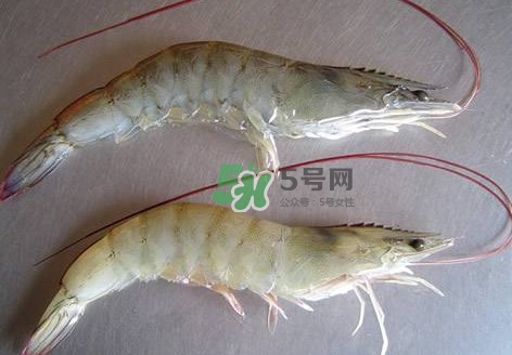 白蝦有寄生蟲嗎？如何選購新鮮的蝦