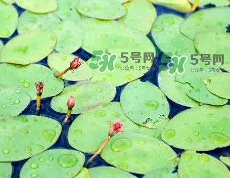 莼菜怎么讀？莼菜是哪里的特產(chǎn)