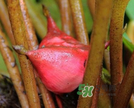 紅菱怎么吃？吃紅菱有什么好處？