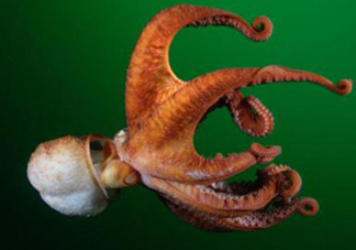 章魚(yú)的墨汁有毒嗎？章魚(yú)有寄生蟲(chóng)嗎