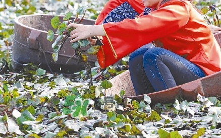 紅菱什么時(shí)候上市？什么時(shí)候采紅菱