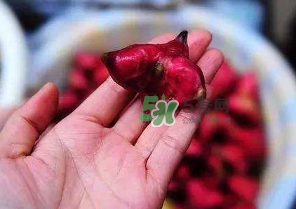 紅菱怎么吃？吃紅菱有什么好處？