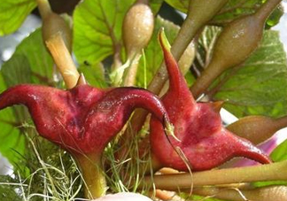 紅菱怎么種植？新鮮紅菱怎么保存