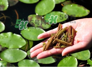 莼菜怎么讀？莼菜是哪里的特產(chǎn)