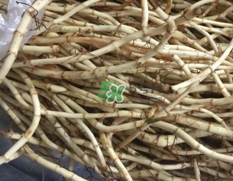 魚腥草干的好還是新鮮的好？干的魚腥草怎么吃最好