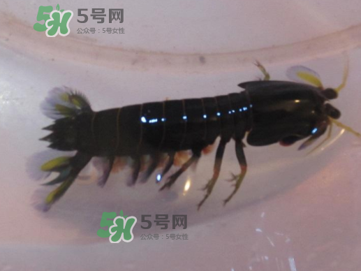 七彩神蝦是什么蝦？七彩神蝦怎么回事？