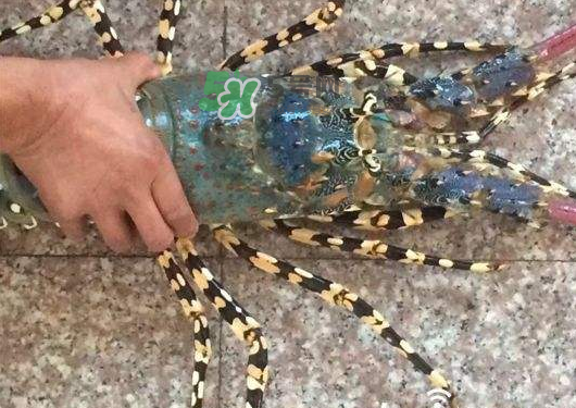 七彩神蝦多少錢一斤？七彩神蝦估值