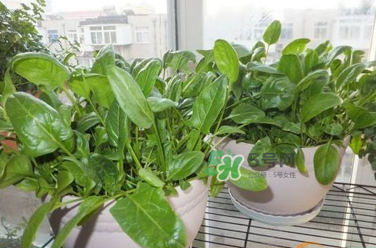 八月份可以種菠菜嗎？波菜8月中旬種可以嗎？