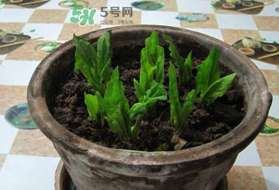 八月份可以種菠菜嗎？波菜8月中旬種可以嗎？
