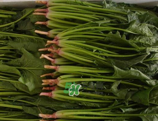 八月份可以種菠菜嗎？波菜8月中旬種可以嗎？