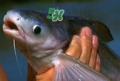巴沙魚是鯰魚嗎？巴沙魚是海魚嗎