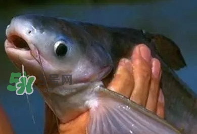 巴沙魚有刺嗎？巴沙魚有寄生蟲嗎