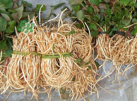 魚(yú)腥草有毒嗎？魚(yú)腥草有副作用嗎