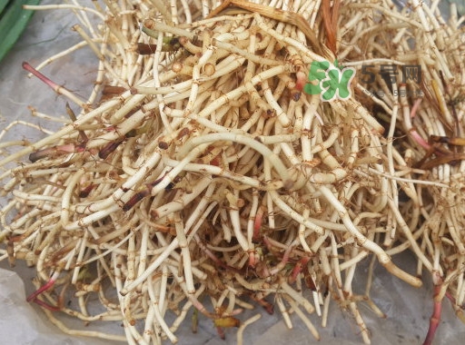 魚(yú)腥草用開(kāi)水泡可以嗎？魚(yú)腥草用量多少克？