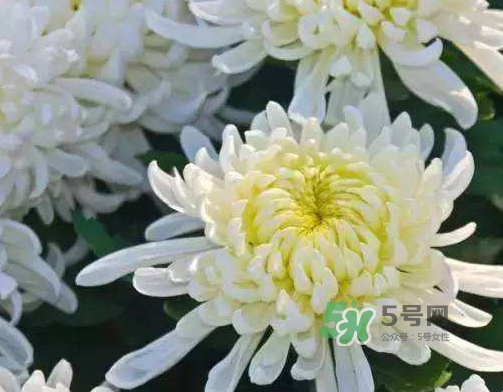八月份能扦插菊花嗎？菊花可以8月份扦插嗎？