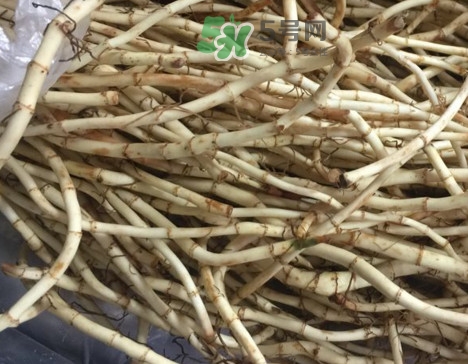 魚腥草可以和蜂蜜一起喝嗎？蜂蜜能和魚腥草一起泡嗎