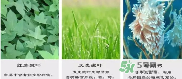 pola青汁效果怎么樣？pola青汁酵素酵素功效