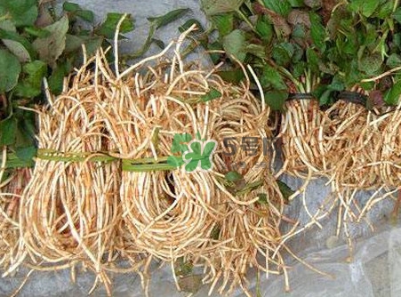 魚腥草什么季節(jié)有？魚腥草什么時(shí)候采摘最好