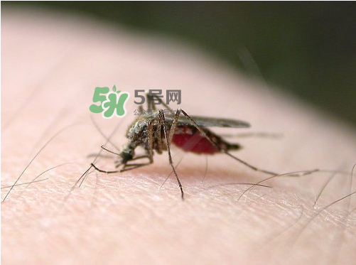 九月份還有蚊子嗎？9月份還有蚊子嗎？