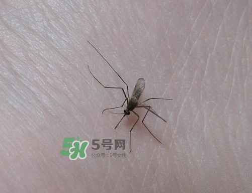 九月份還有蚊子嗎？9月份還有蚊子嗎？