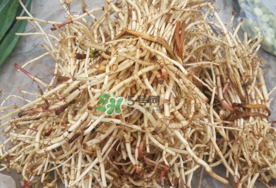 折耳根是什么？折耳根是哪里的特產(chǎn)？