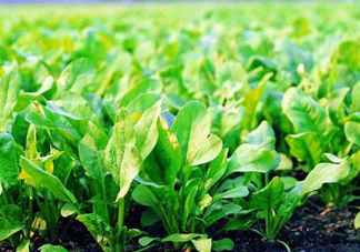 八月份可以種菠菜嗎？波菜8月中旬種可以嗎？