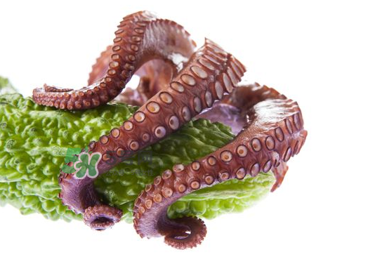 八爪魚什么季節(jié)最好吃？八爪魚什么時候有籽？