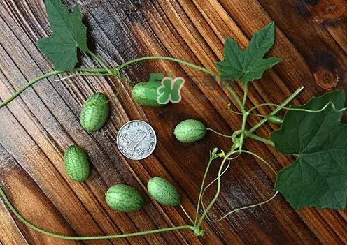 拇指西瓜多少錢一斤？拇指西瓜一口能吃幾個？