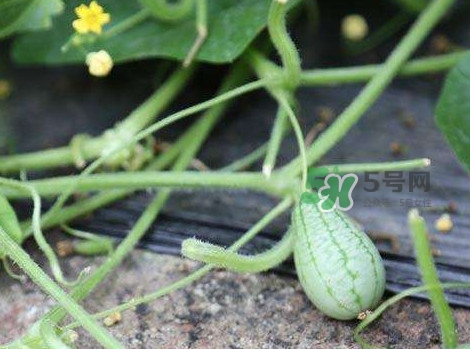 拇指西瓜什么時(shí)候種植最好？拇指西瓜哪里可以買到