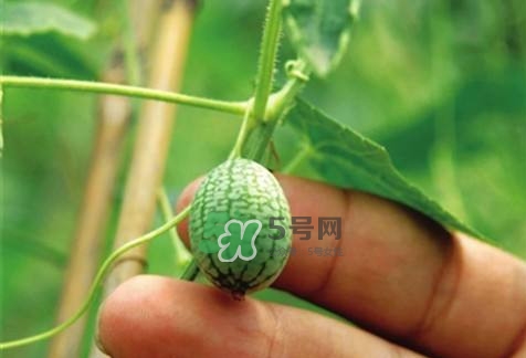 拇指西瓜怎么種？拇指西瓜為什么那么小