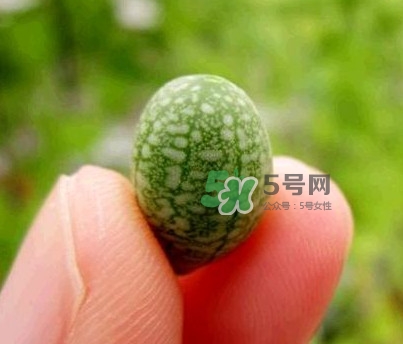 拇指西瓜什么時(shí)候上市？拇指西瓜什么時(shí)候成熟