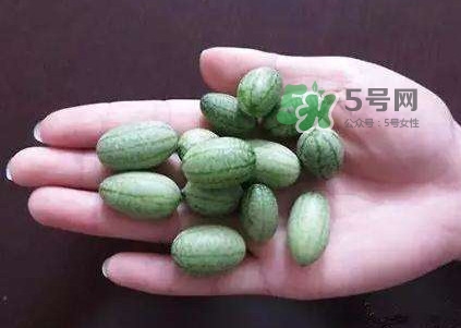 拇指西瓜怎么種？拇指西瓜為什么那么小
