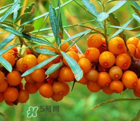 沙棘怎么吃？沙棘果的食用禁忌