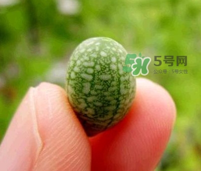 拇指西瓜怎么吃？拇指西瓜好吃嗎