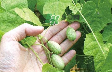 拇指西瓜什么時(shí)候上市？拇指西瓜什么時(shí)候成熟