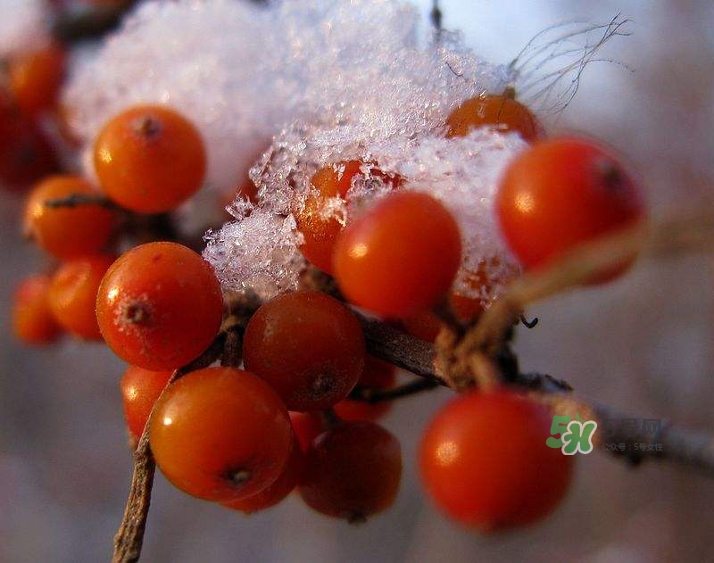 沙棘怎么吃？沙棘果的食用禁忌