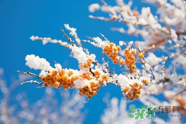 沙棘是什么？沙棘的功效與作用