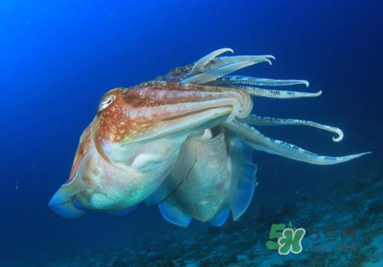 墨魚(yú)多少錢(qián)一斤 墨魚(yú)買(mǎi)哪種好