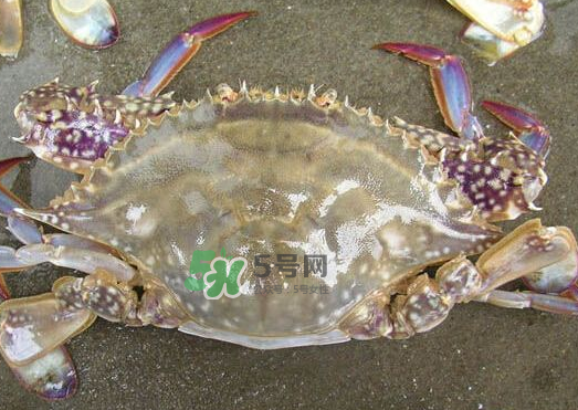 梭子蟹養(yǎng)殖的嗎？梭子蟹養(yǎng)殖和野生的區(qū)別