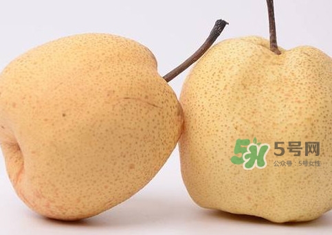 碭山梨什么時候成熟？碭山梨幾月份成熟
