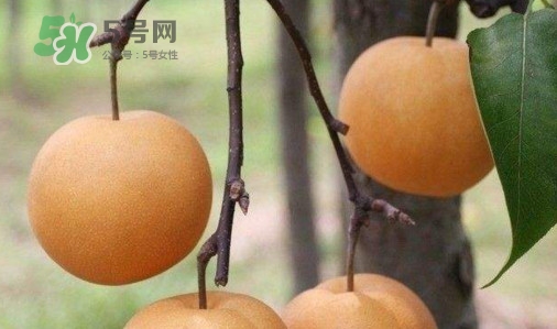梨子什么時(shí)候吃最好？梨子什么時(shí)候成熟