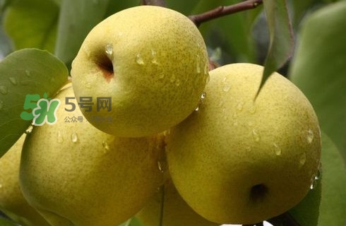 梨子有公母之分嗎？梨子怎么分辨公母