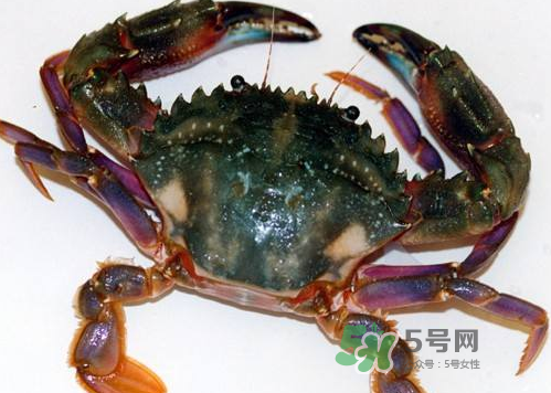 螃蟹腿藍色的是什么？螃蟹腿為什么是藍色？