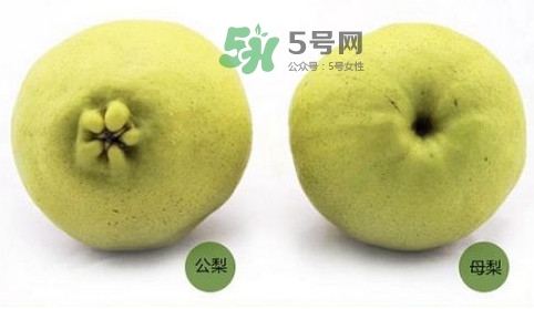 梨子有公母之分嗎？梨子怎么分辨公母