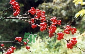 怎么看男人腎好不好？男人腎虛吃什么調(diào)理？