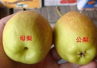 梨子有公母之分嗎？梨子怎么分辨公母