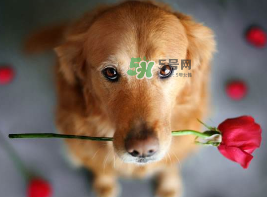 七夕可以提前送花嗎？七夕節(jié)提前幾天送花好？