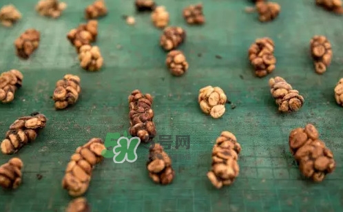 貓屎咖啡是怎么來的？貓屎咖啡的由來